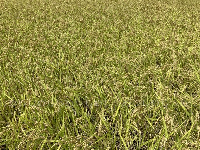 魚沼産コシヒカリ　令和7年産　白米　10キロ　米農家直送　送料無料①