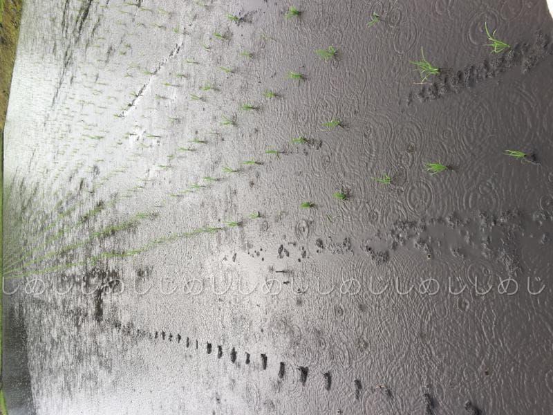 魚沼産コシヒカリ　令和7年産　白米　10キロ　米農家直送　送料無料①