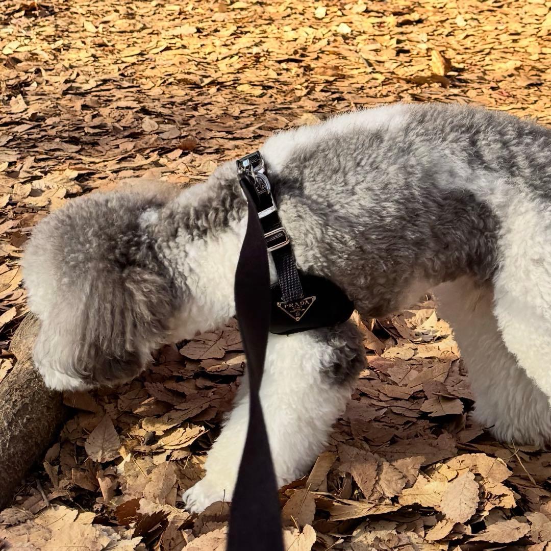 prada Sサイズ ブラック ナイロンハーネス