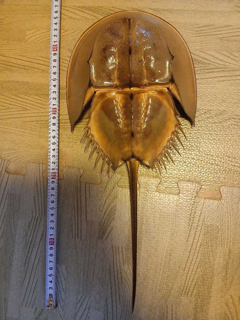 野生　カブトガニ 脱皮殻 約45cm