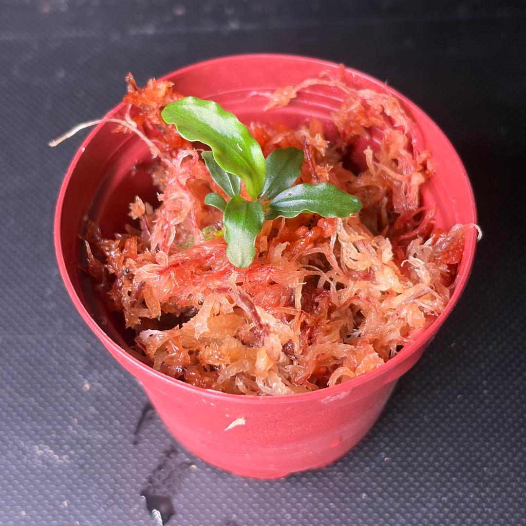 Bucephalandra sp. Aurora KN便