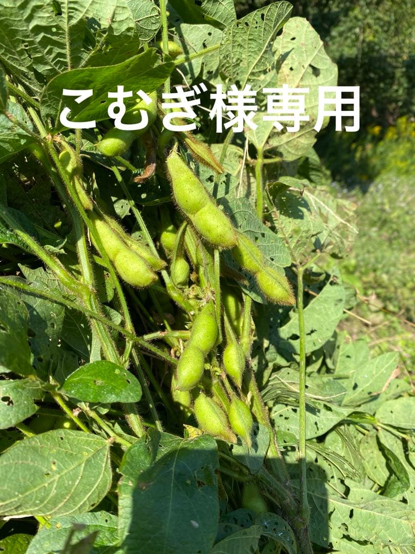 丹波篠山黒枝豆