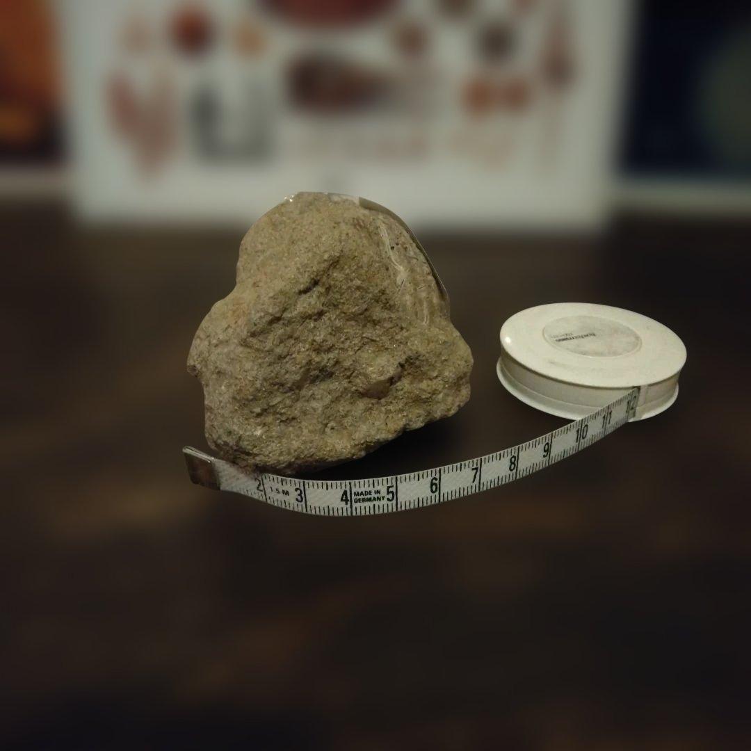 美術 デッサン用 コレクション 極美品 ハヤミア・レックス 化石