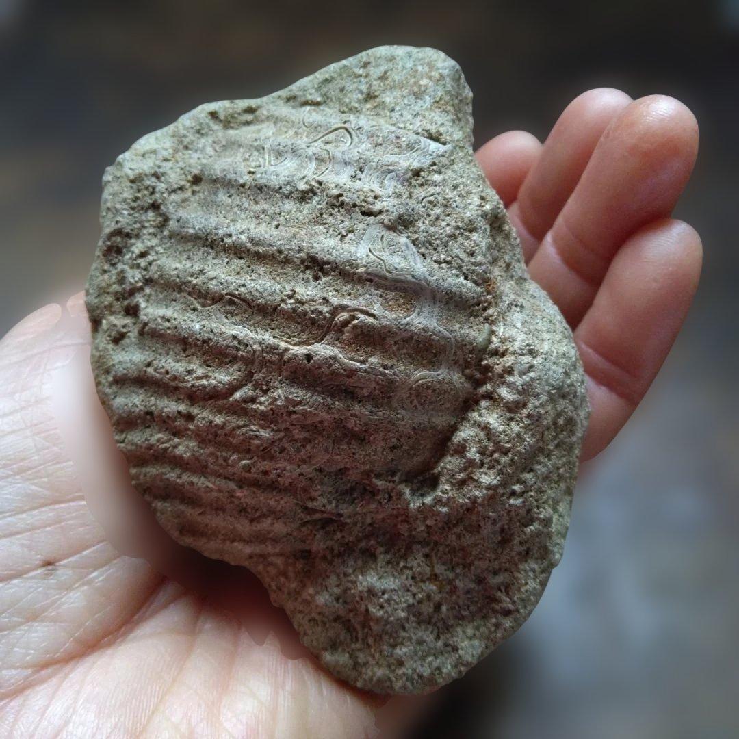 美術 デッサン用 コレクション 極美品 ハヤミア・レックス 化石