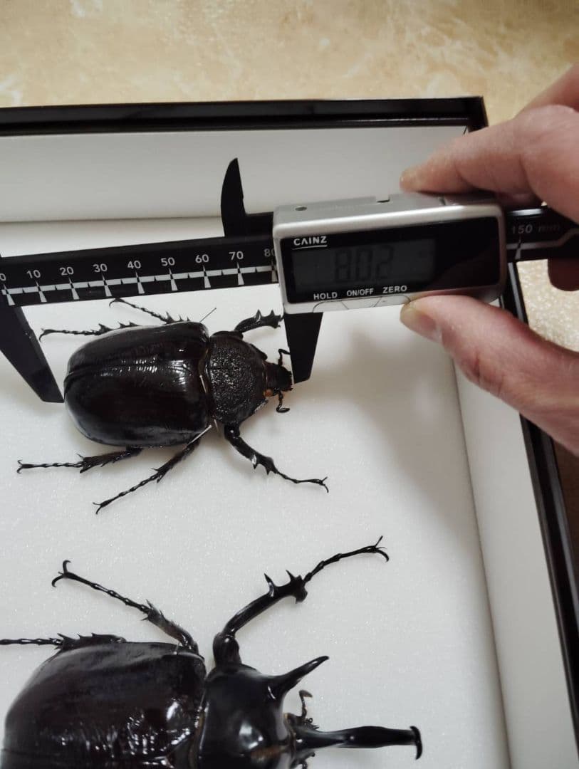 【マルスゾウカブトムシ】 マルス標本 雌雄セット　昆虫セット　オスメスペア