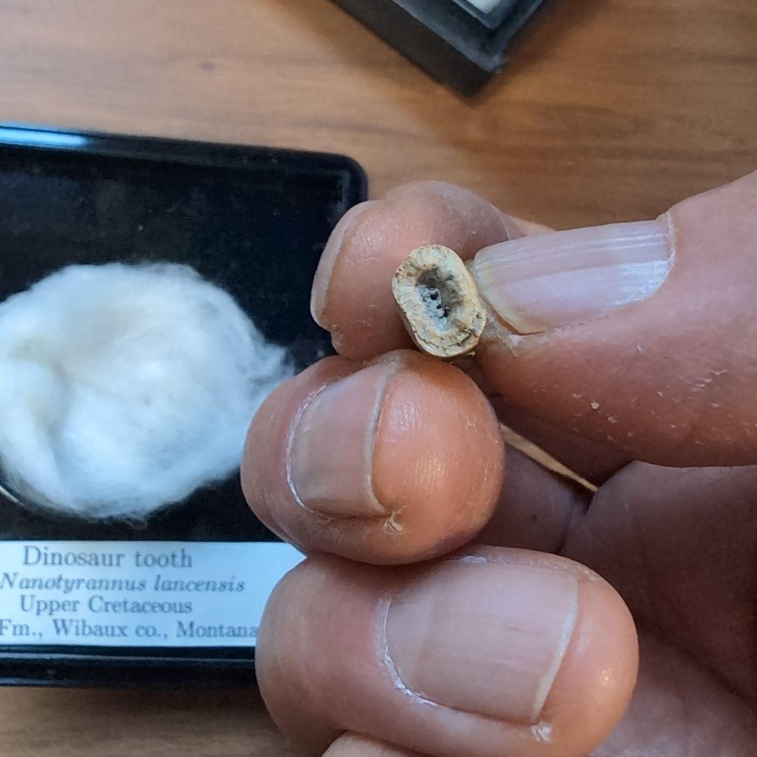 本物　小さな暴君　ディノサウルス(ナノティラヌス　ランセンス)　歯化石