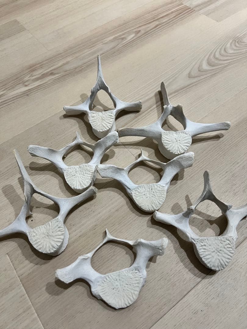 イルカの骨、白骨標本