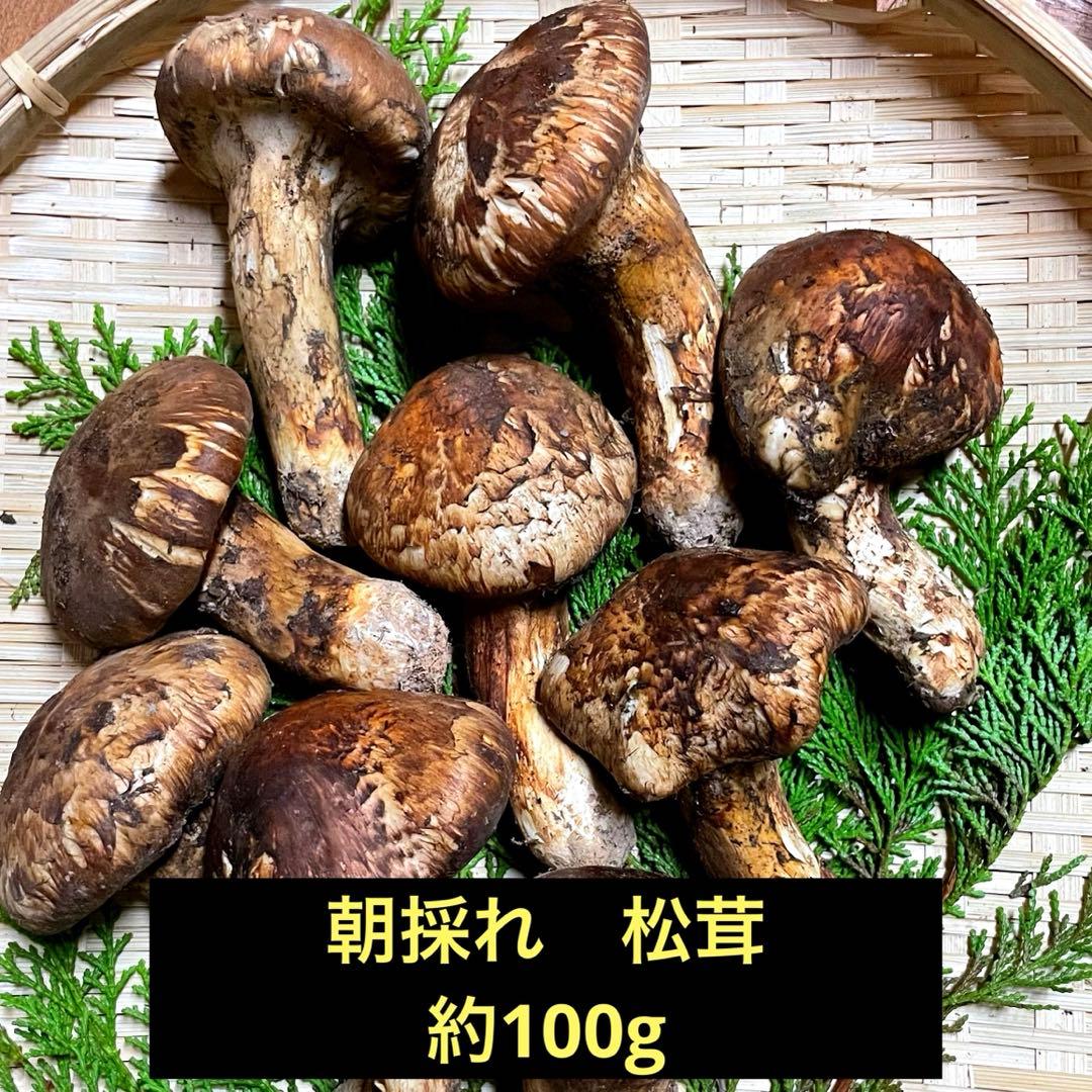 松茸　国産　山梨県　100gセット