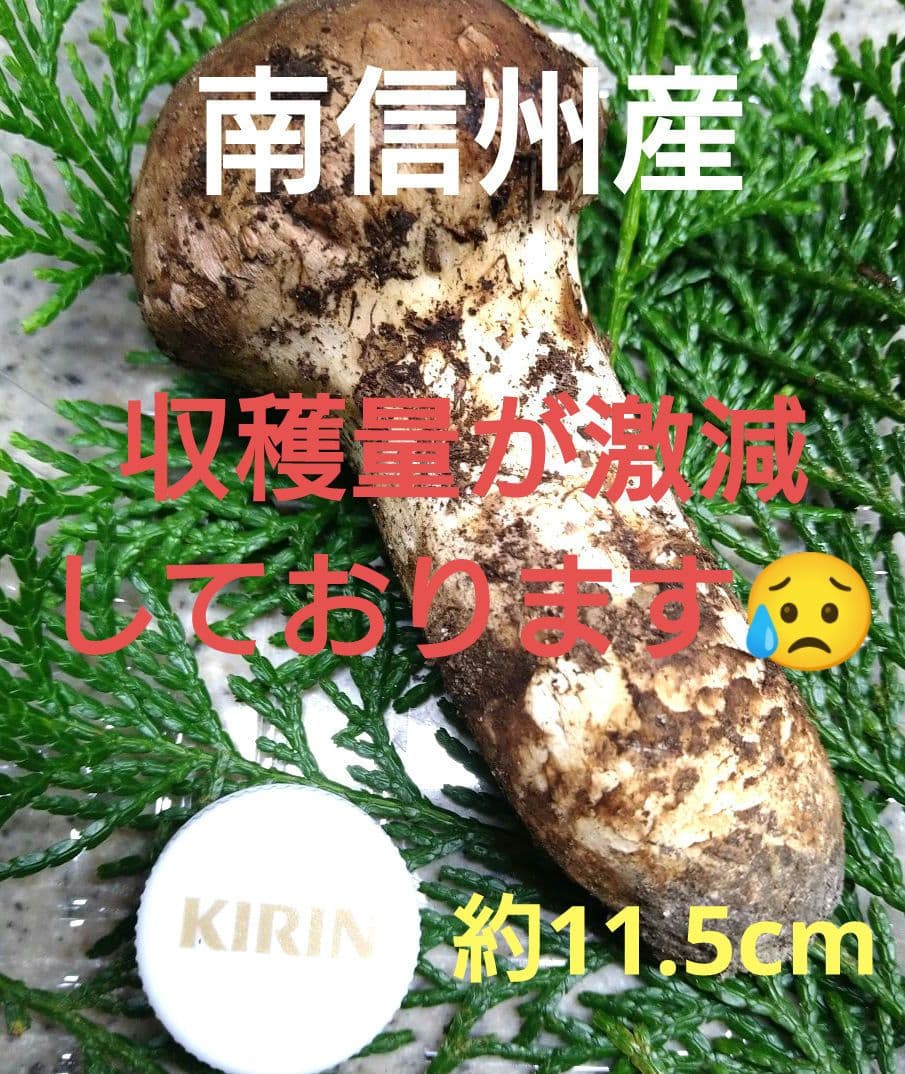 64.南信州産松茸約75g約11.5cm