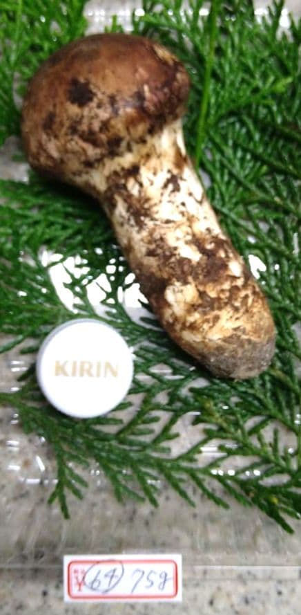 64.南信州産松茸約75g約11.5cm