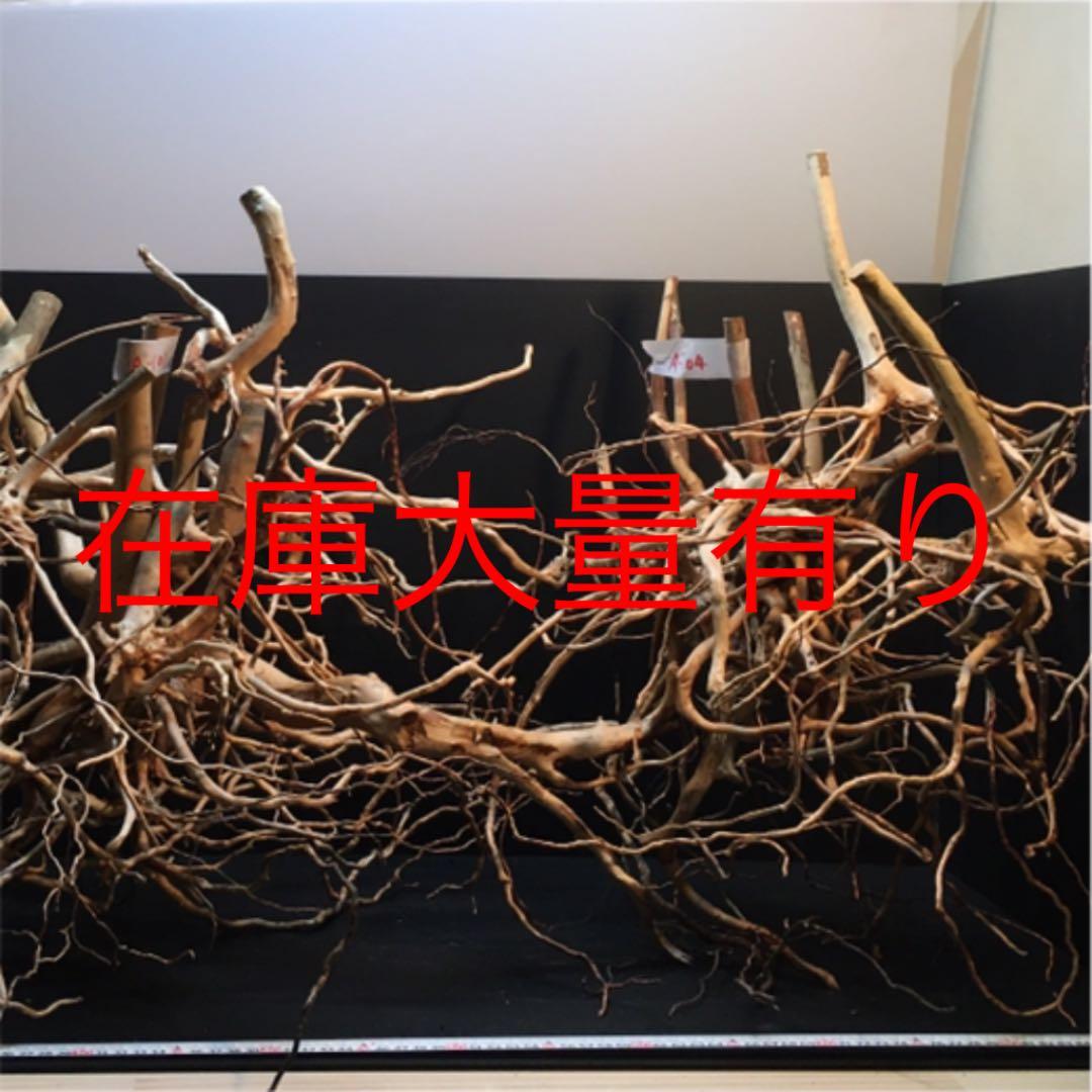 最終値下げブランチウッド　流木　XXL A-102