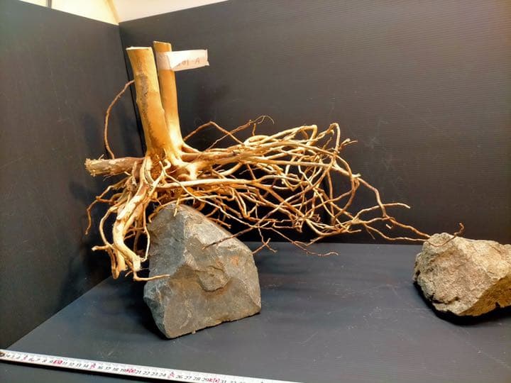 最終値下げブランチウッド　流木　XXL A-102