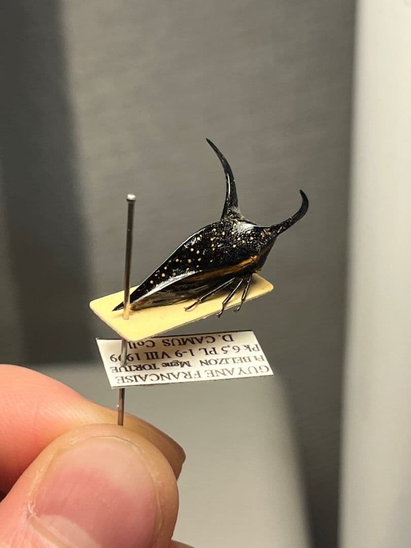 【角蝉最大種】Hemikyptha marginata ツノゼミ セミ ホタ標本