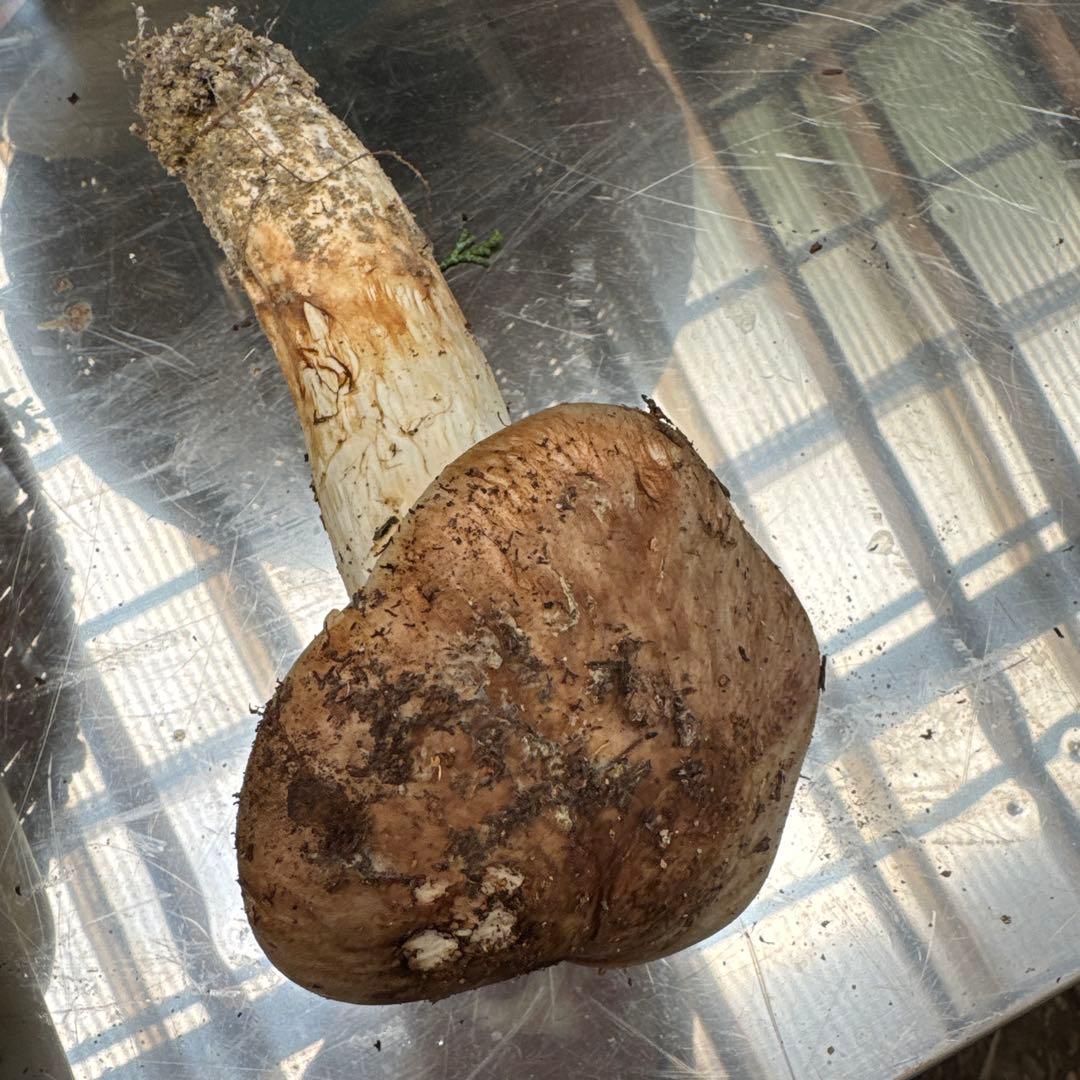 5信州上伊那産天然松茸特級品148g