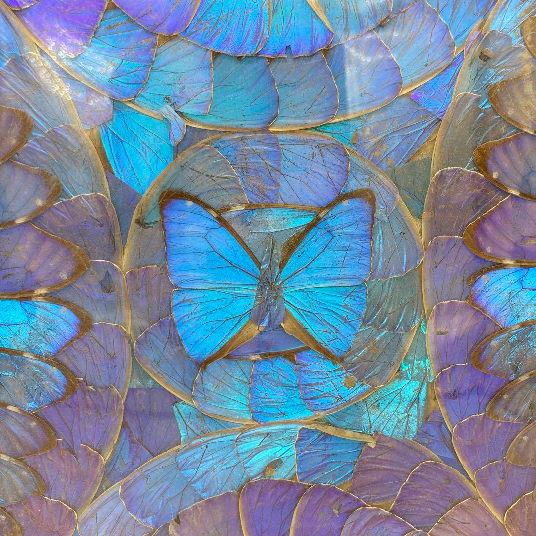 【レア】　モルフォ蝶　アート　標本　芸術　コレクション　美術　絵　昆虫　13上