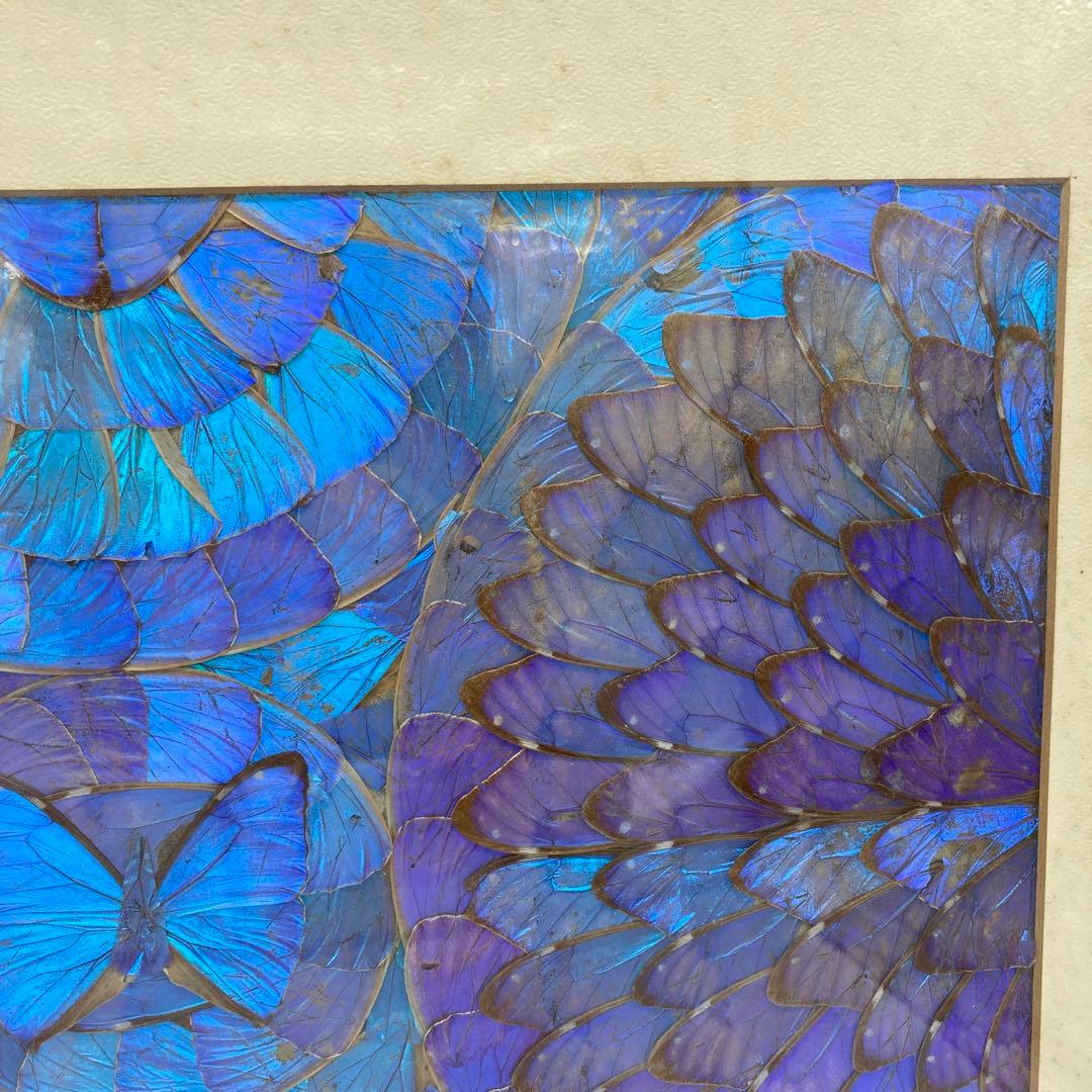 【レア】　モルフォ蝶　アート　標本　芸術　コレクション　美術　絵　昆虫　13上