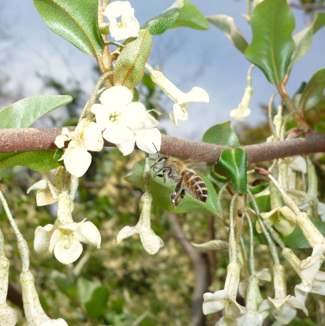 安心の日本みつばち 芳醇糖度81％優良品 非加熱 春はちみつ1,100ｇ