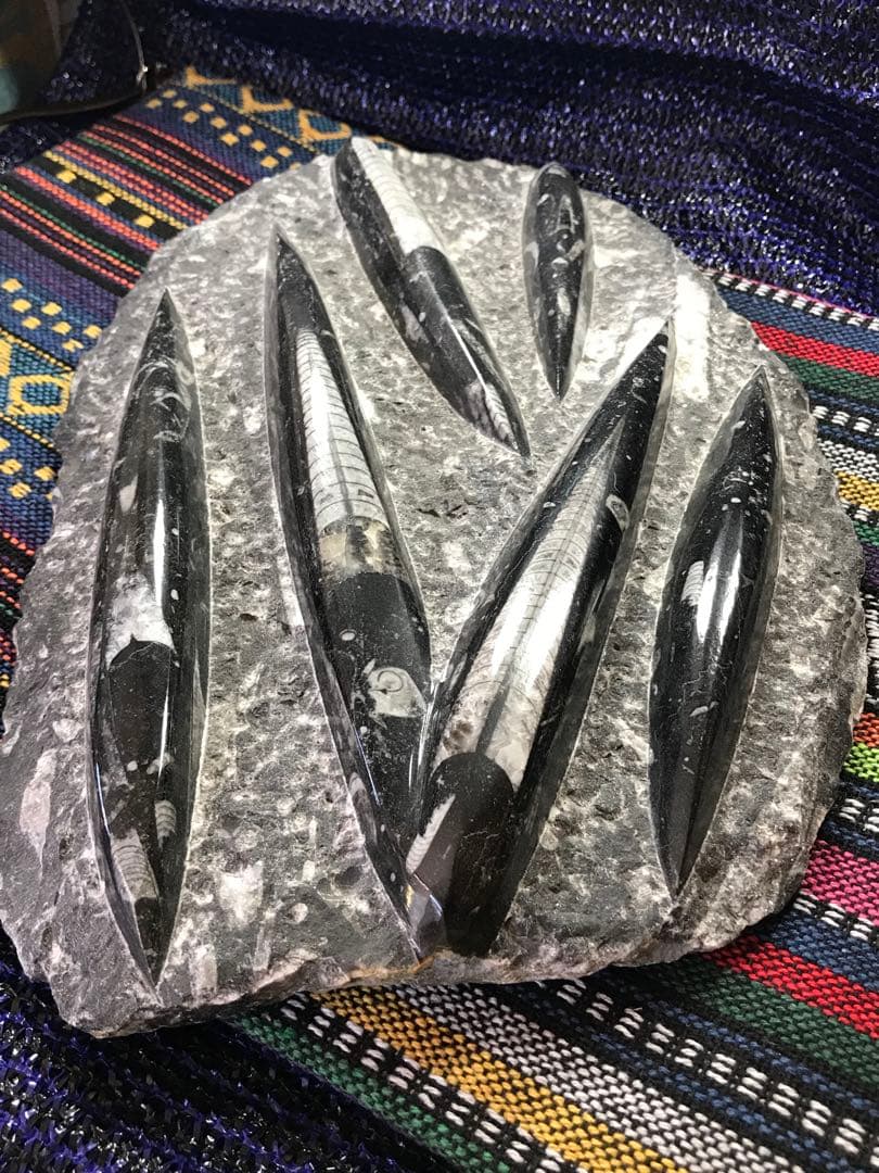 モロッコ産【オルソセラス群/直角貝群】古生代デボン紀/化石[002