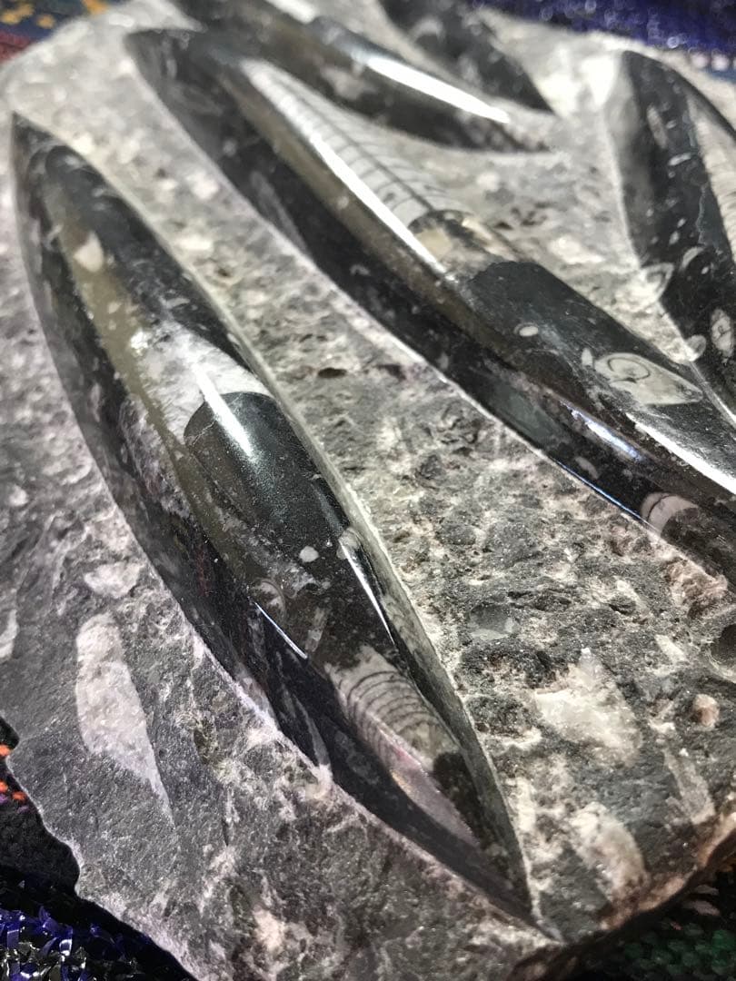 モロッコ産【オルソセラス群/直角貝群】古生代デボン紀/化石[002