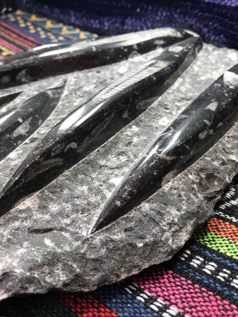 モロッコ産【オルソセラス群/直角貝群】古生代デボン紀/化石[002