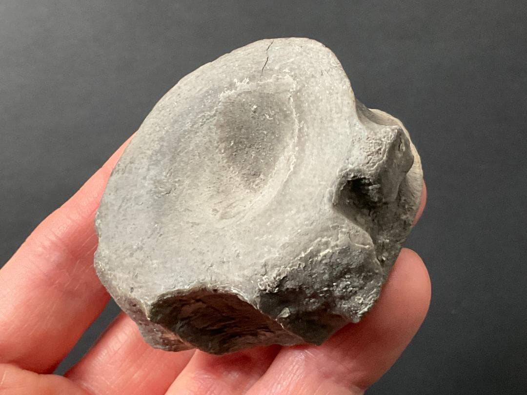 首長竜 化石 プレシオサウルス [PS28] 椎骨 クビナガリュウ 恐竜