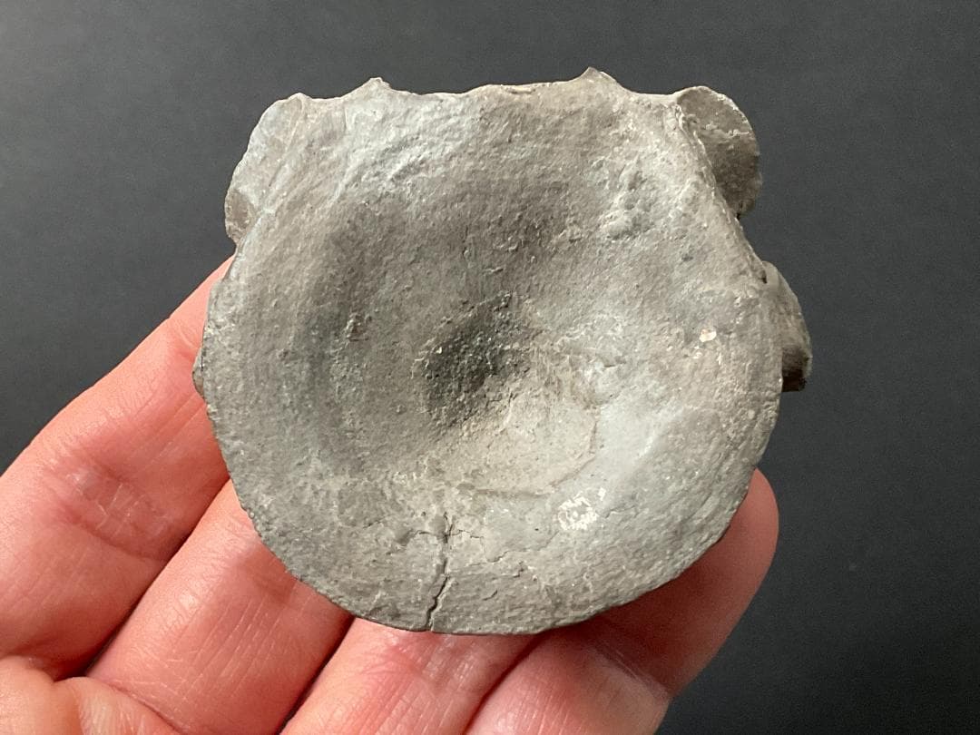 首長竜 化石 プレシオサウルス [PS28] 椎骨 クビナガリュウ 恐竜