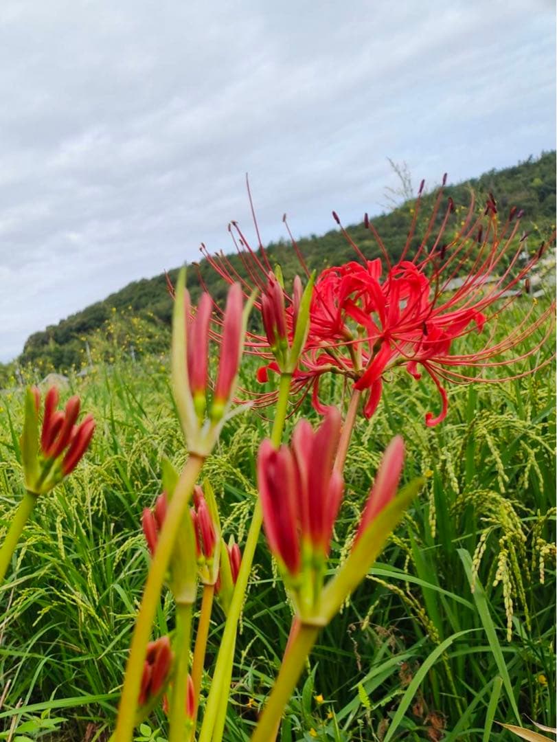 14〜26までお休みさん　令和5年度新米 ２０kｇ　白米