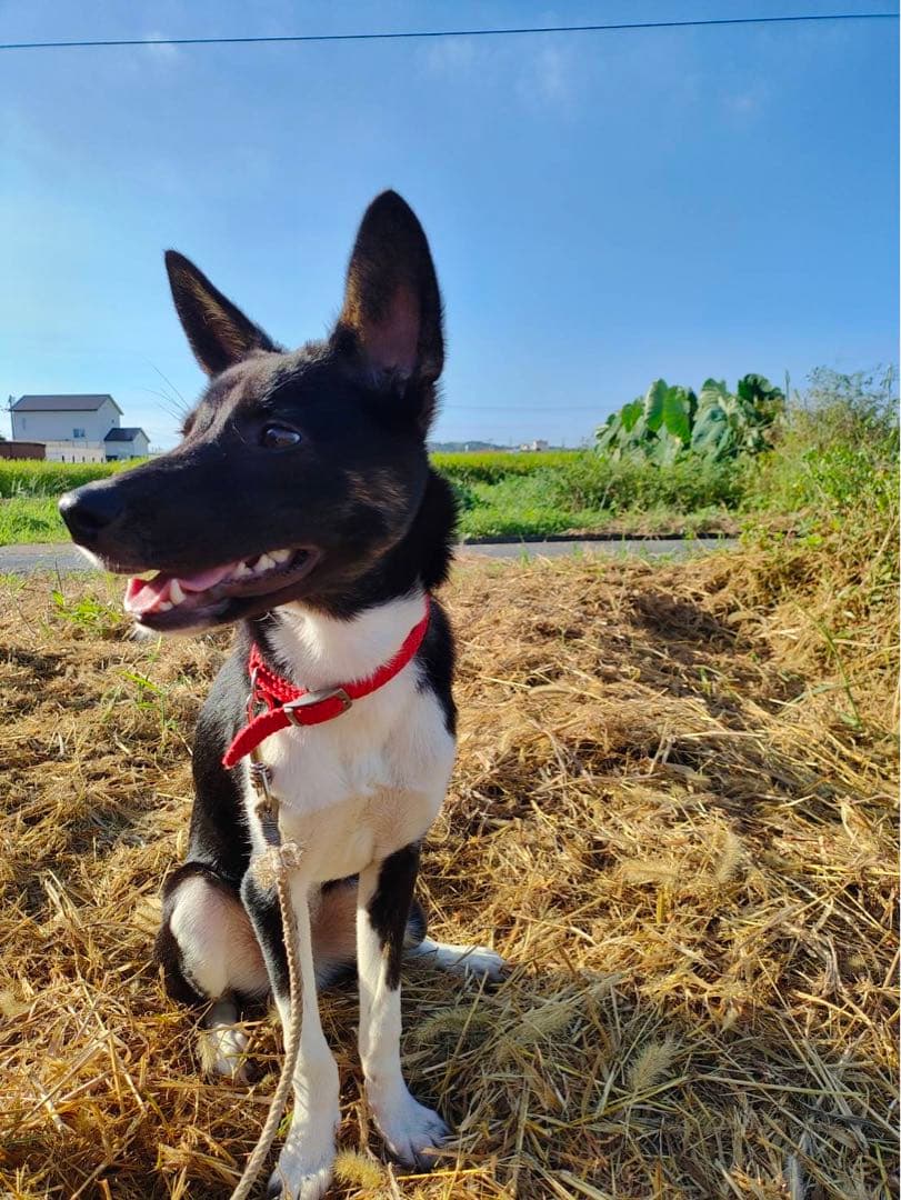 14〜26までお休みさん　令和5年度新米 ２０kｇ　白米