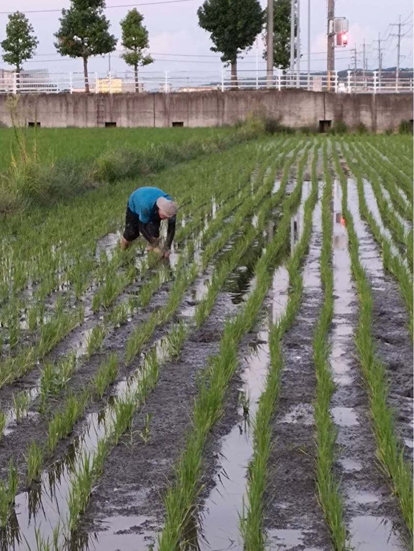 14〜26までお休みさん　令和5年度新米 ２０kｇ　白米