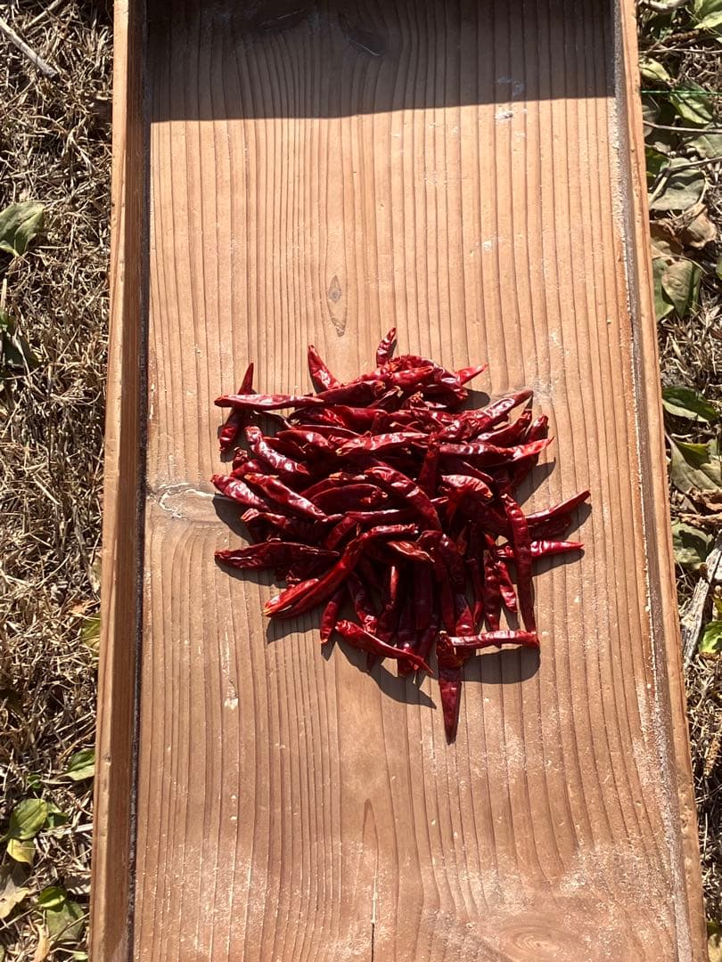 14〜26までお休みさん　令和5年度新米 ２０kｇ　白米