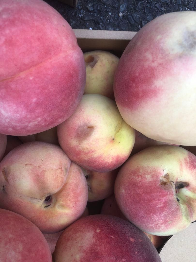 850.早勝ち福島産完熟桃箱込み15kg超訳あり加工用玉数お任せクール便離島除く