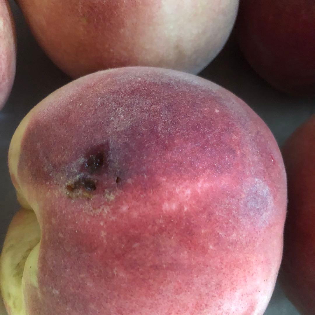 850.早勝ち福島産完熟桃箱込み15kg超訳あり加工用玉数お任せクール便離島除く