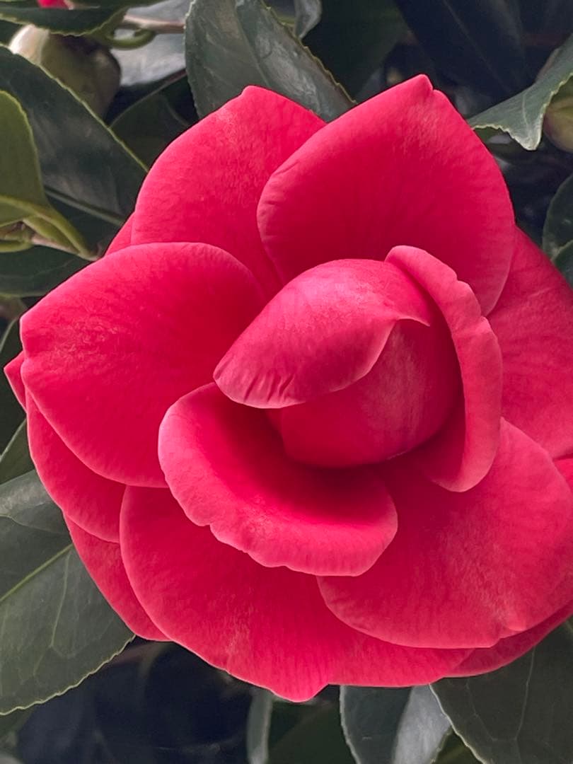 はる母ちやん9kgの2個お姫さまマーク手延そうめん