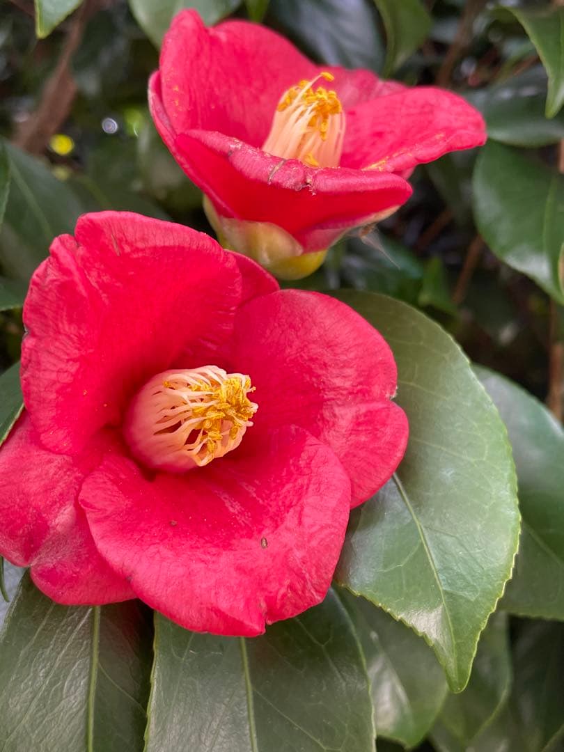 はる母ちやん9kgの2個お姫さまマーク手延そうめん