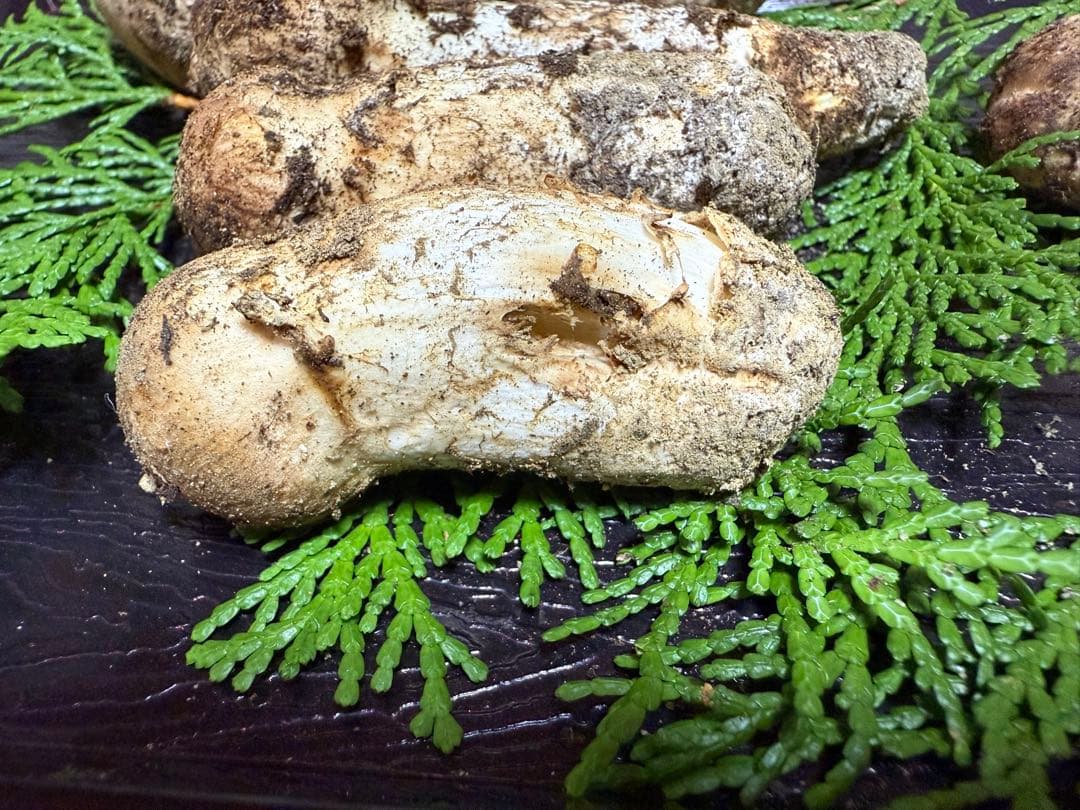 【送料込み】信州産 松茸 5本 150g