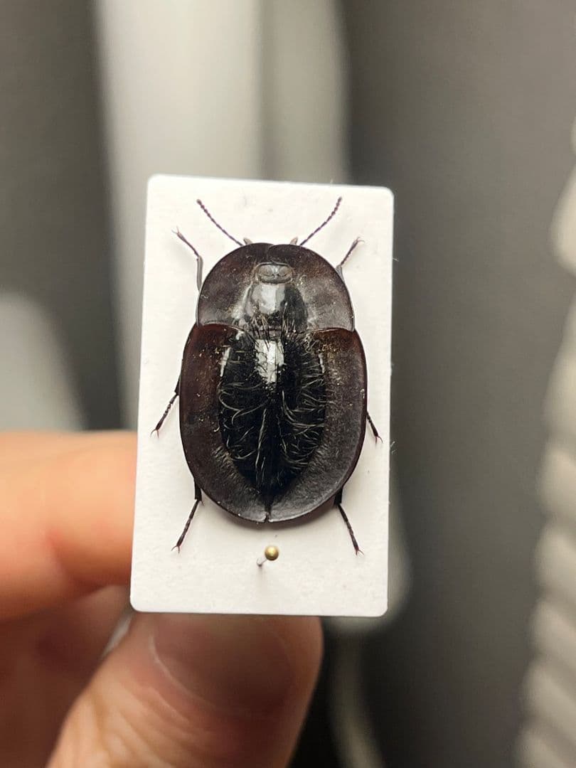 【属内最高峰】パイザラゴミムシ 巨大 昆虫標本 標本 甲虫 オサムシ ハンミョウ