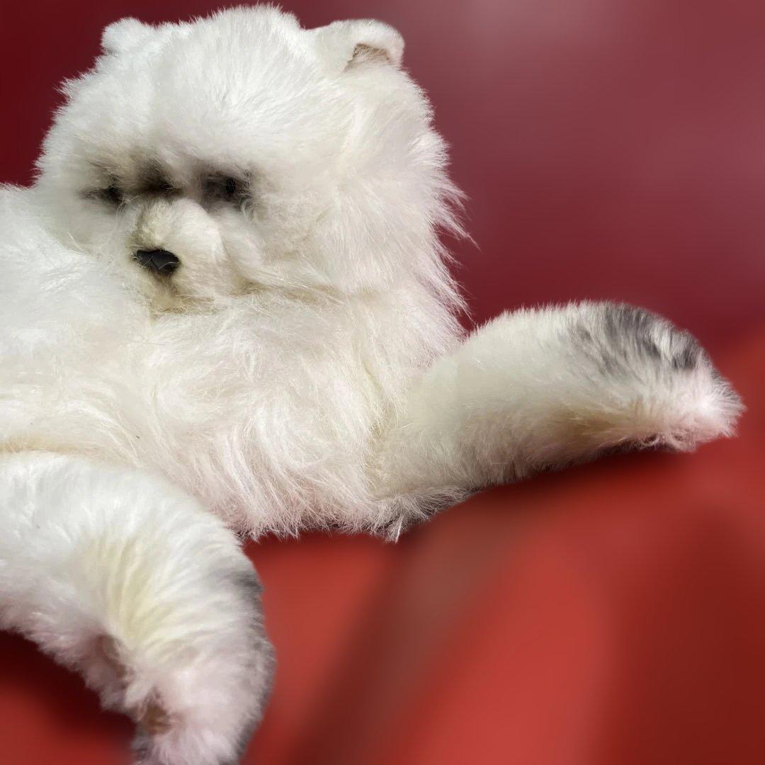 激レア！リアル！レディー・マリア　ペルシャ猫　約60センチ