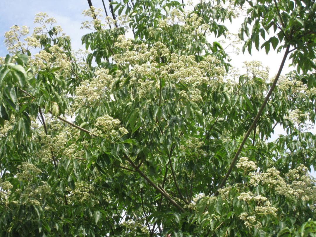 ❤ 稀少品《幻の天然完熟百花蜜》『日本みつばち春蜜の2瓶』