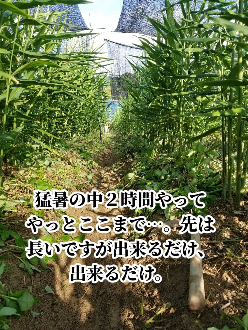 UZU 生姜親子セット 新生姜4kg 古根1.6kg 農薬肥料不使用