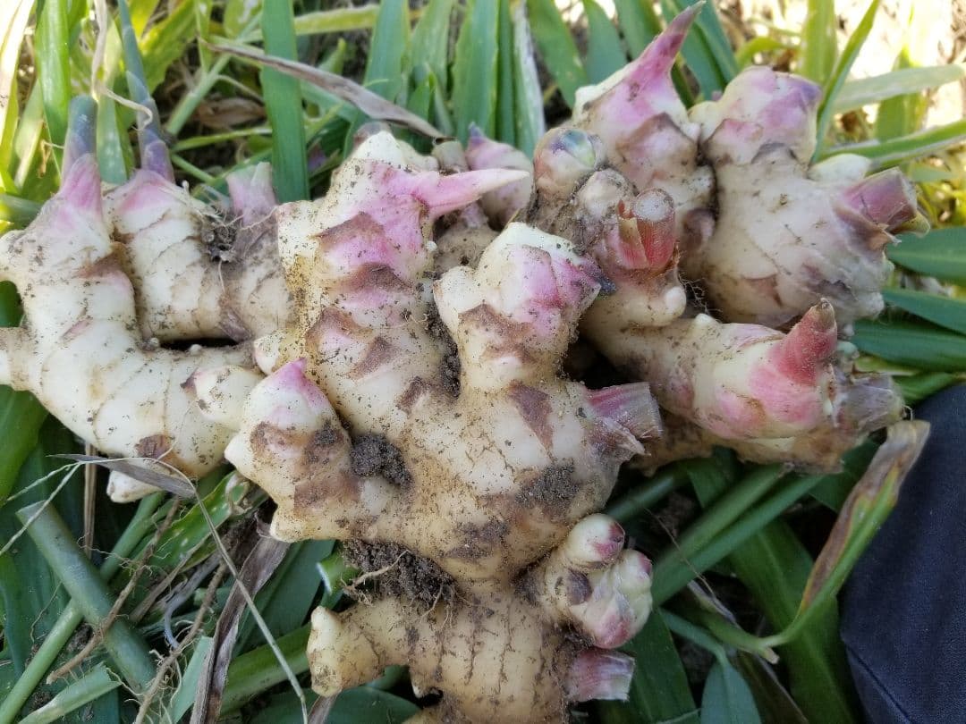 UZU 生姜親子セット 新生姜4kg 古根1.6kg 農薬肥料不使用