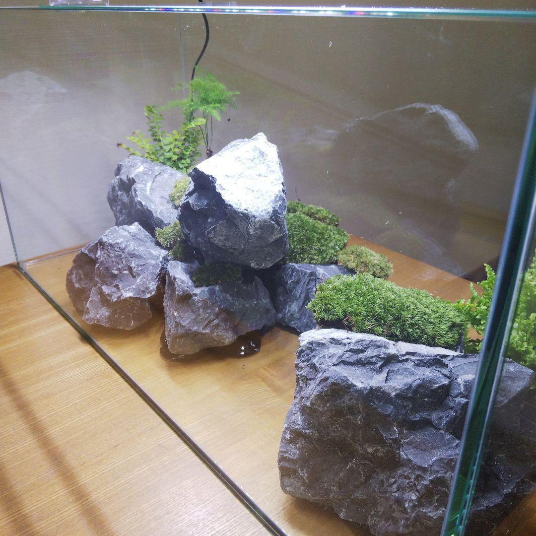 【完成品】アクアテラリウム　イモリウム　苔テラリウム