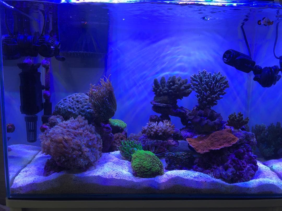 ライト・照明器具 Grassy Wing2 60cm marine