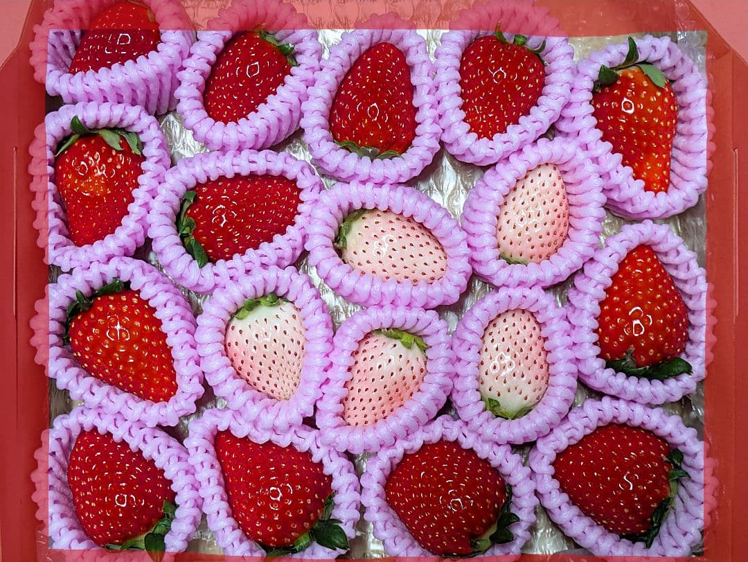 める♡紅白苺１箱♡赤苺３箱♡