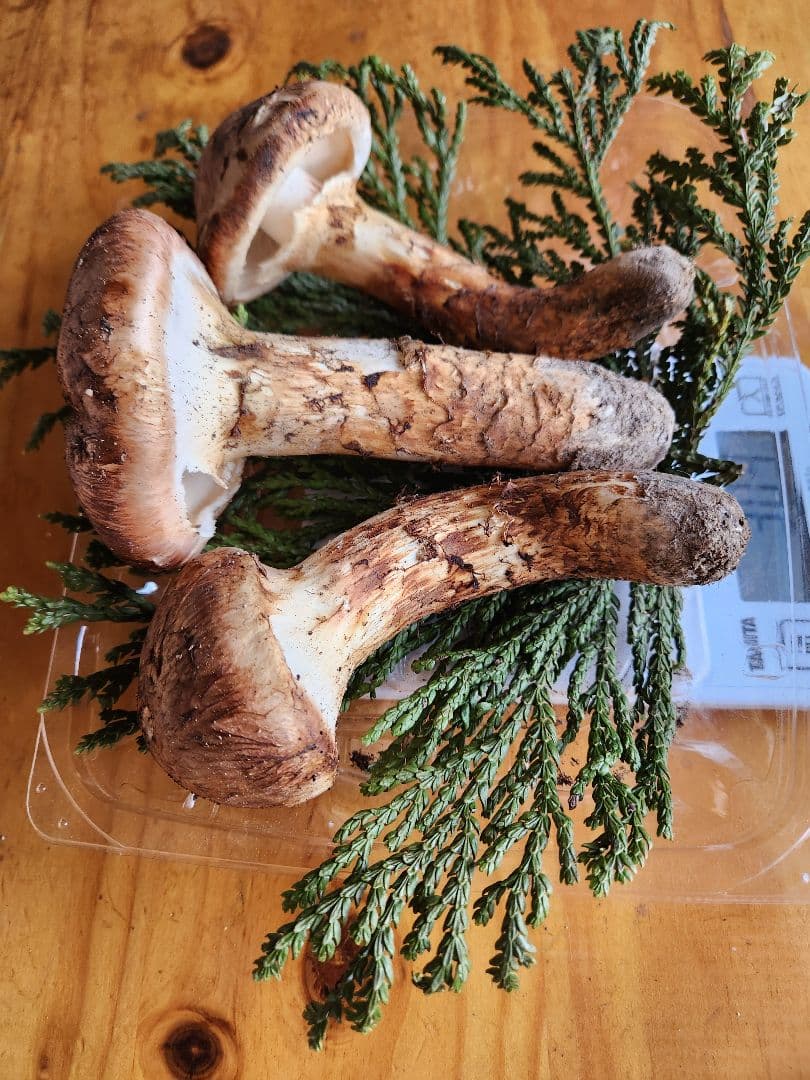 北海道産松茸　309g