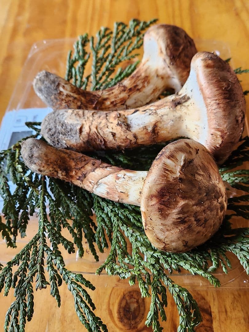 北海道産松茸　309g