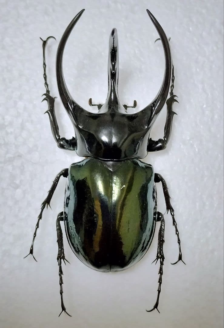 大型マレーコーカサスオオカブト標本