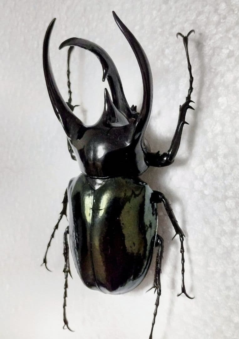 大型マレーコーカサスオオカブト標本