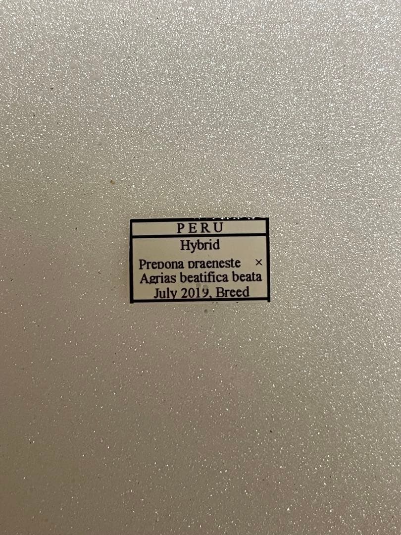 【ハイブリッド】アグリアス×プレポナ（メス、ペルー産）