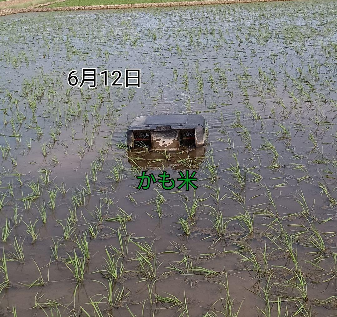 無農薬米新潟県産コシヒカリ10k