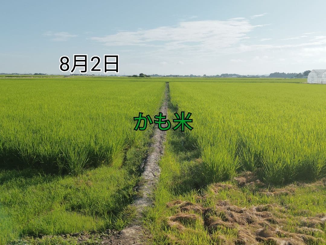 無農薬米新潟県産コシヒカリ10k